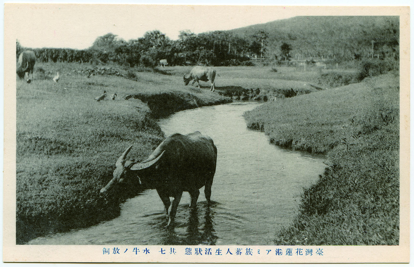臺灣花蓮港阿美族蕃人生活狀態其七放養的水牛